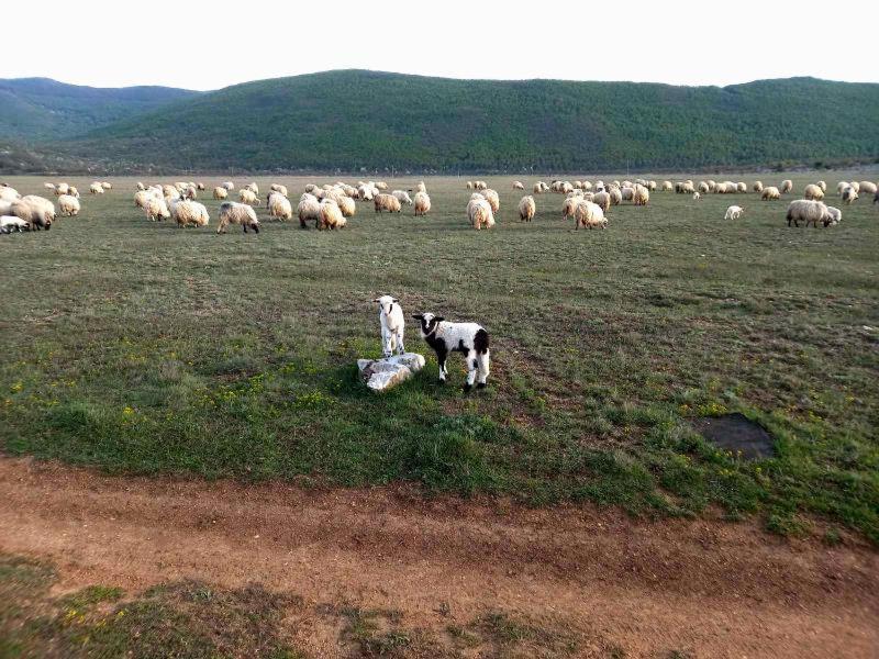 Farma & Apartmani Opg Sasa Delic كورينيتسا المظهر الخارجي الصورة